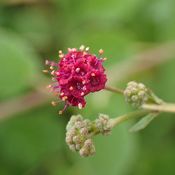 Boerhavia_coccinea