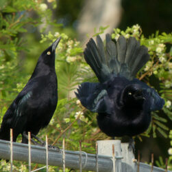 Carib grackle (Caribische troepiaal) dancing.