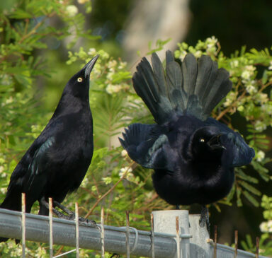 Carib grackle (Caribische troepiaal) dancing.