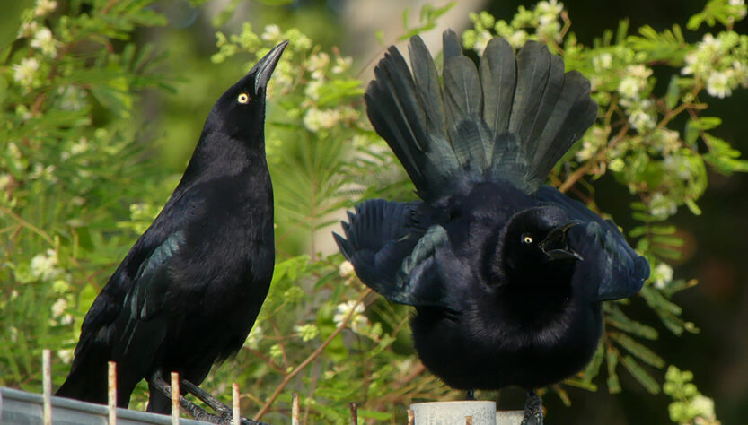 Carib grackle (Caribische troepiaal) dancing.