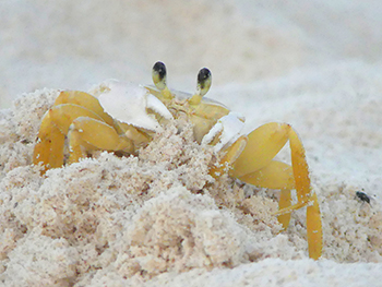 Zandkrab of Atlantic Ghost crab in het zand op Cura,cao.