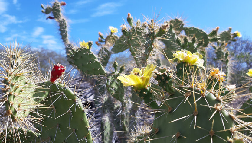 Schijfcactussen met gele bloemen en rode vruchten.