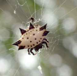 Stekelspin (Spiny Orb weaver) op Curaçao.