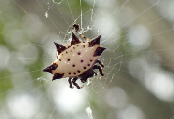 Stekelspin (Spiny Orb weaver) op Curaçao.