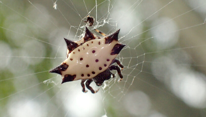 Stekelspin (Spiny Orb weaver) op Curaçao.