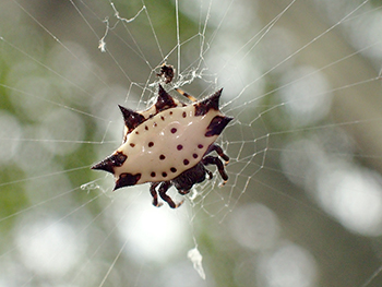 Stekelspin (Spiny Orb weaver) op Curaçao.