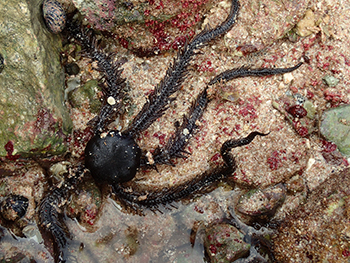 Blunt-spined Brittle star langs de noordkust op het eiland Curacao.