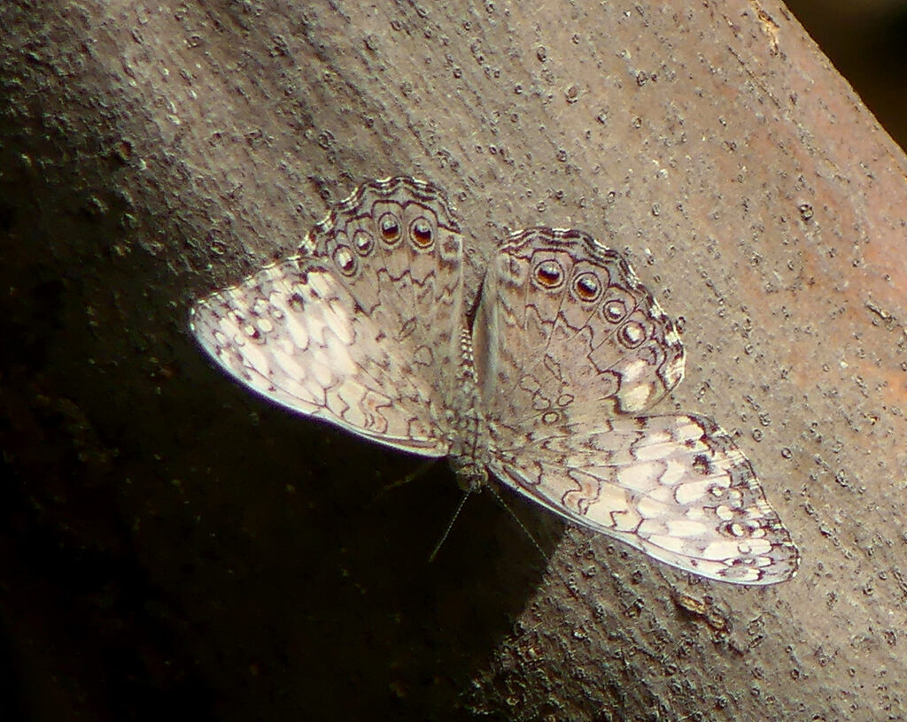 De Cracker of Shinishi di mondi (Hamadryas feronia).