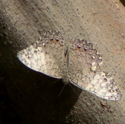 De Cracker of Shinishi di mondi (Hamadryas feronia).