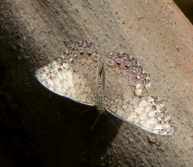 De Cracker of Shinishi di mondi (Hamadryas feronia).