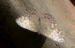 De Cracker of Shinishi di mondi (Hamadryas feronia).