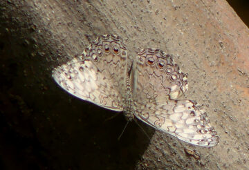 De Cracker of Shinishi di mondi (Hamadryas feronia).