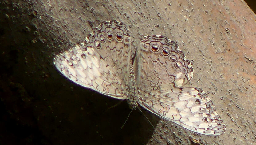 De Cracker of Shinishi di mondi (Hamadryas feronia).