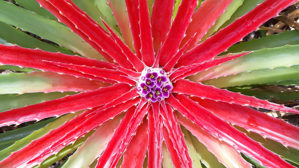 Bloeiende grondbromelia met rode binnenbladeren en paarse bloemen. 